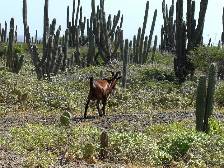 Aruba - January 2008 023.JPG